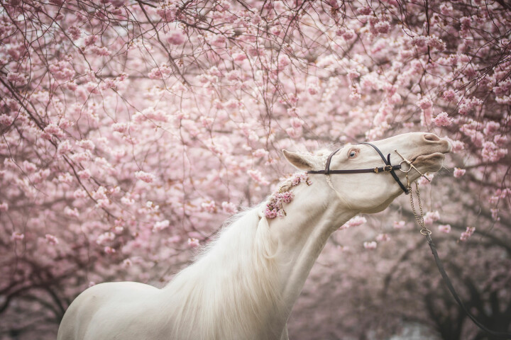 Som med all porträttfotografering handlar det även med hästar om att jobba med ljus, uttryck och plats. Foto: Anna Jarlhäll