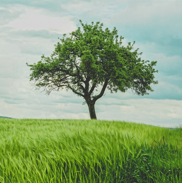 Ensamma trädet – ett klassiskt motiv som nu även återfinns på Instagram. Med trädet mitt i bilden uppstår harmoni.