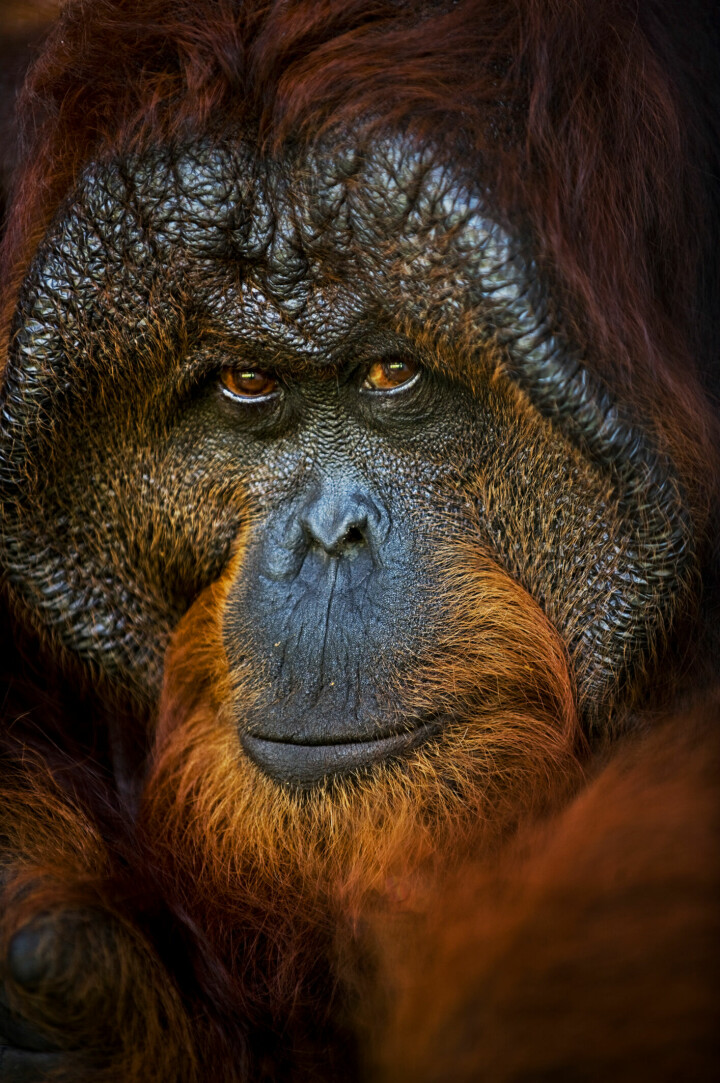 En orangutang-hane som har räddats från en palmoljeplantage i Centrala Kalimantan, Borneo, Indonesien. rnOrangutanger finns bara på Borneo och Sumatra, där de i dag är utrotningshotade. Foto: Mattias Klum / Tierra Grande AB