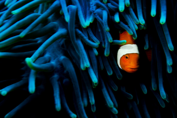 Den vanliga clownfisken (Amphiprion ocellaris) har ett symbiotiskt förhållande med havsanemoner: clownfisken är immun mot anemonens gift vilket ger dem en plats att gömma sig på när rnde är hotade av rovdjur. I gengäld rengör de sin anemonvärd från parasiter och skräp. De modigaste clownfiskarna försvarar till och med sina värdar mot de få djur som vill äta anemonen. Foto: Mattias Klum / Tierra Grande AB
