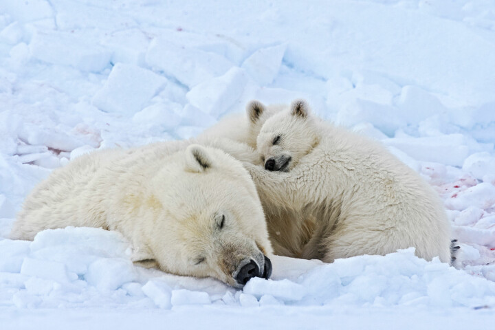 En isbjörnshona tar en tupplur med sina ungar. »De kan sova nästan var som helst, när som helst, speciellt efter att ha ätit säl«, berättar Mattias. Foto: Mattias Klum / Tierra Grande AB