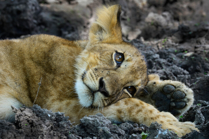En lejonunge i Selous, Tanzania. »Lejon är inte bara vackra utan ett viktigt topprovdjur i deras hemmamiljö«, säger Mattias. Foto: Mattias Klum / Tierra Grande AB