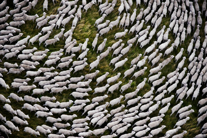 Merinofår i Australien. Världens bästa och mest exklusiva ull sägs komma från farmerna i närheten av Sydney och i Tasmanien.