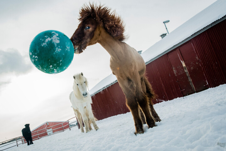 Rut har tre hästar. En av dem är fölet Gódi, som tycker om att leka med sin boll.