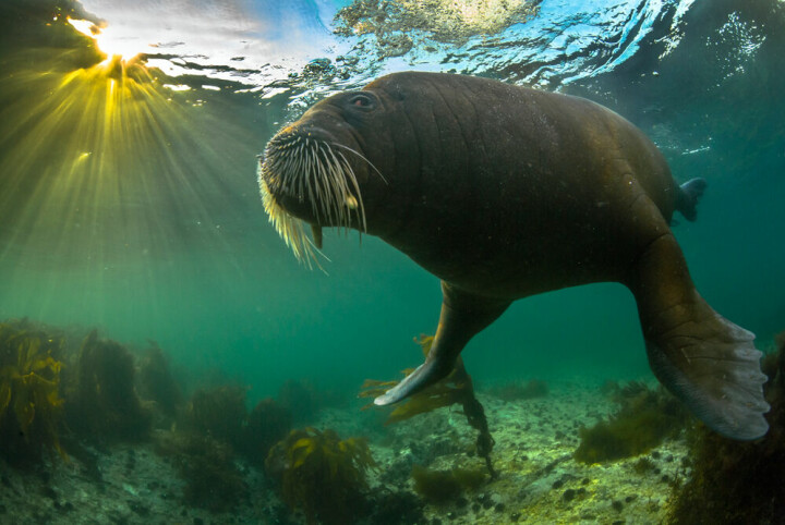 Efter flera veckors tillvänjning lät sig den här valrossen fotograferas på väldigt nära avstånd. Bilderna resulterade i utmärkelsen Årets arktiska fotograf 2014.