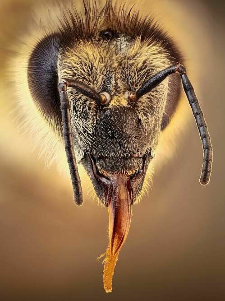 Ett bi.