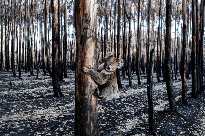 Årets vardagslivsbild utrikes 2021: En brännskadad koala i en förkolnad eukalyptusskog utanför Parndana på Kangaroo Island. Öns djurliv är så unikt att den brukar kallas Noaks ark. I början av 2020 brann 48 procent av ön upp och hälften av de cirka 50 000 koalorna dog. 12 januari, 2020.