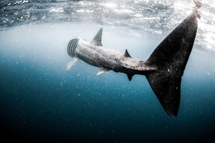 Hajarten brugd fotograferad i Skottland. Brugden har fem väldiga gälspringor som nästan möts undertill. Kropps­längden är normalt upp till tio meter. Foto: Magnus Lundborg