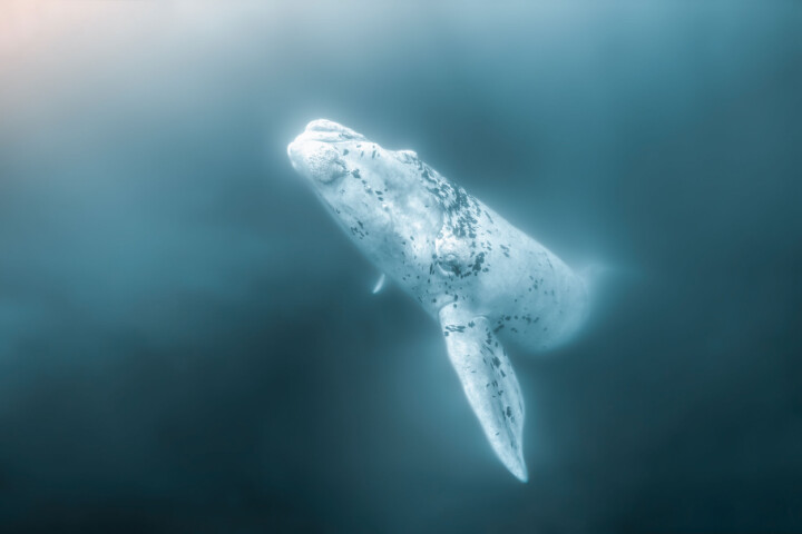Nyligen vann Magnus brons i »Ocean Photography Awards«, i tävlingens totalkategori för årets ocean-fotograf. Han vann med den här bilden av en vit sydkapare i Patagonien. Foto: Magnus Lundborg