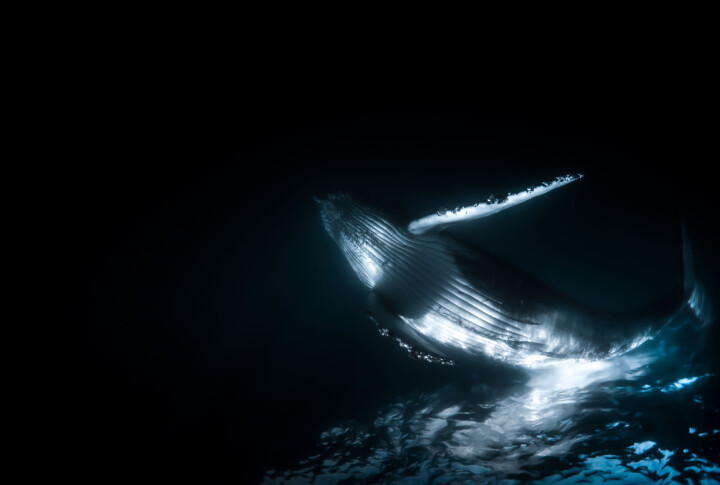 Knölvalen är en stor val, som vuxen mäter den ungefär 15 meter och väger omkring 36 ton. Den är känd för sina språng upp över vattenytan. Magnus tog bilden i Sydafrika. Foto: Magnus Lundborg