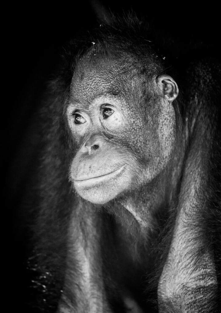 Sepilok, Sabah, Borneo. På det här bevarandecentret får orangutanger som denna en fristad efter att ha räddats från de många bränder som härjar regnskogen till följd av palmoljeproduktion.rn