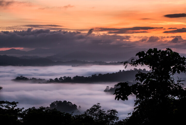 Sabah, Borneo. En morgon stod jag förtrollad och blickade ut över en av våra absolut sista primära regnskogar, medan solen steg och djuren sjöng en öronbedövande sång. Magiskt.