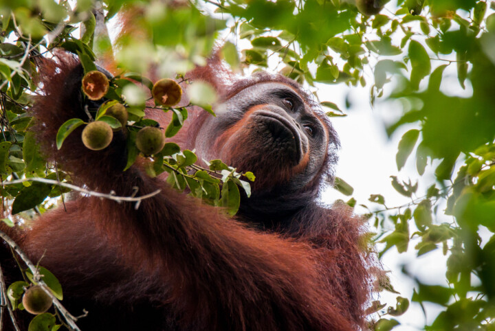 Kalimantan, Borneo. Att få dokumentera orangutangen som drabbas hårt av palmoljeproduktion, gruvdrift och ökad boskapshållning och därför drastiskt minskar i antal varje år, väcker så klart många känslor. Genom att välja bort icke hållbart producerad palmolja när vi handlar, har vi hjälpt denna underbara varelse en bra bit på vägen.
