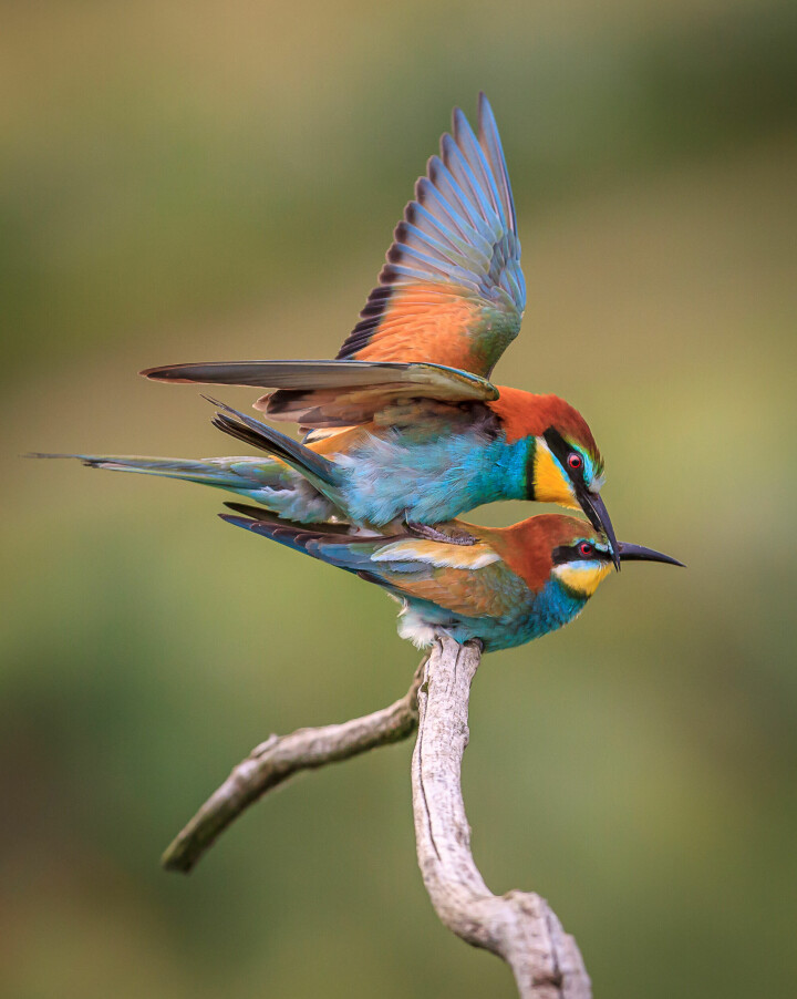 Fågelarten biätare. »Alla har sitt eget lilla uttryck«, säger Arne om olika fåglars beteenden. Foto: Arne Bivrin