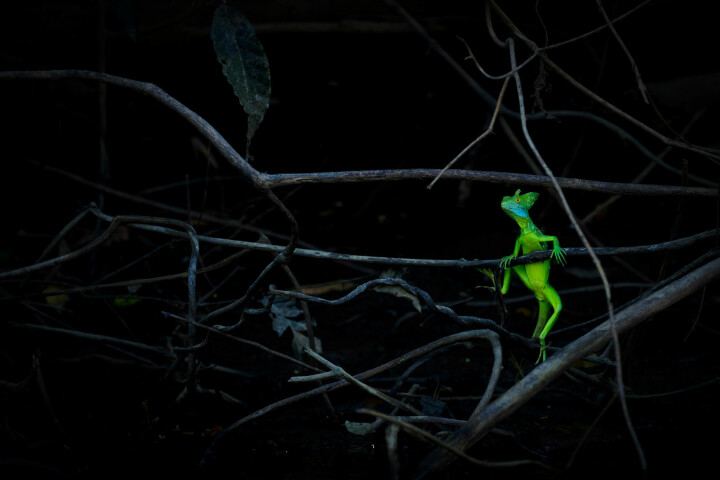 I kategorin ”andra djur” var det fotografen Jan Pedersen som tog hem förstapriset, med en bild från norra Costa Rica.