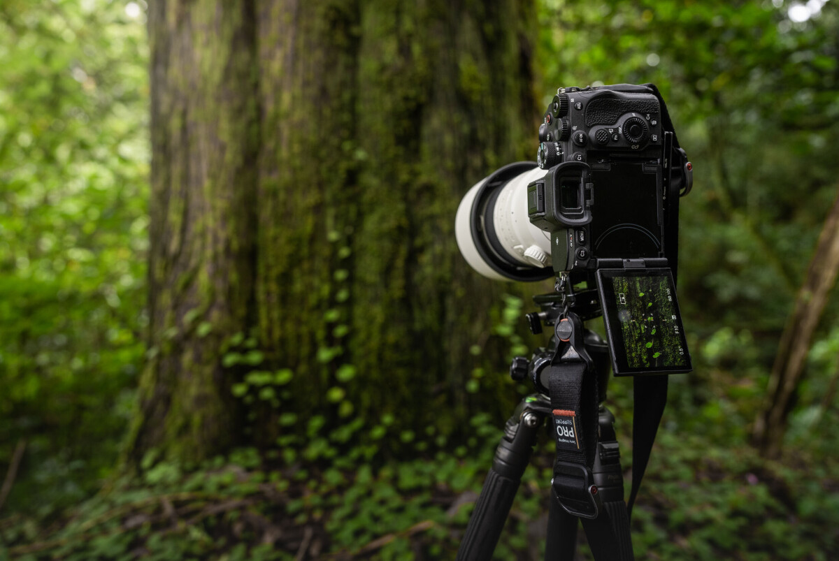 Sony A7R V släppt: Får snabbare & säkrare autofokus med AI