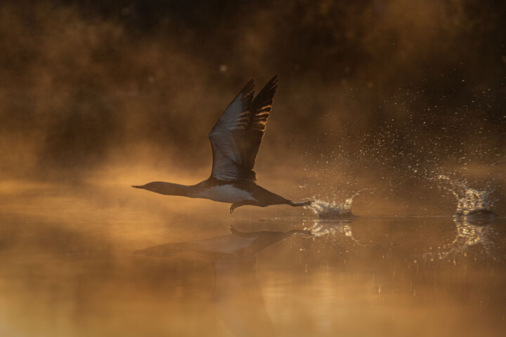 Jonas Classon är naturfotograf med fåglar som huvudmotiv i sina bilder.