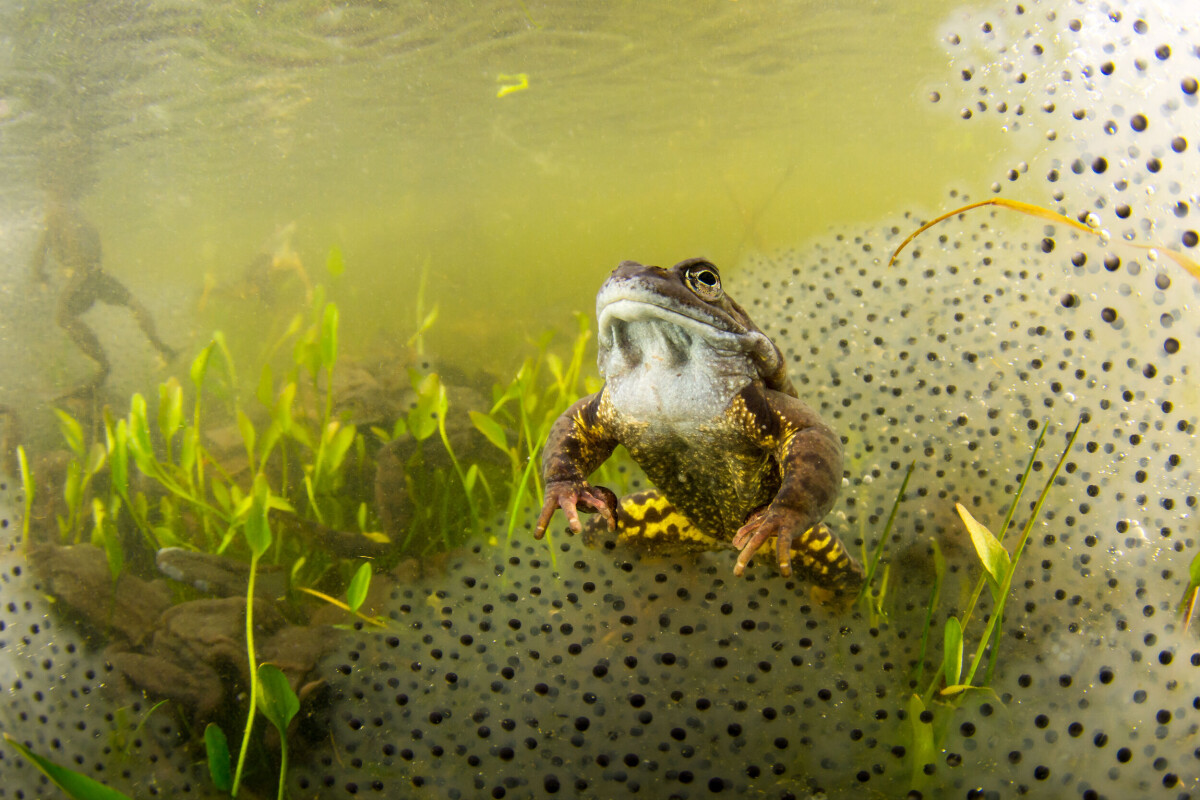 Stefan om bilden: »King of frogs! Grodkungen sitter och tittar ut på sin kommande avkomma. Fotograferat i en göl cirka 5 minuter hemifrån.« 1/125 S • F/10 • ISO 250 • 10–17MM FISHEYE • BLIXTBELYST
