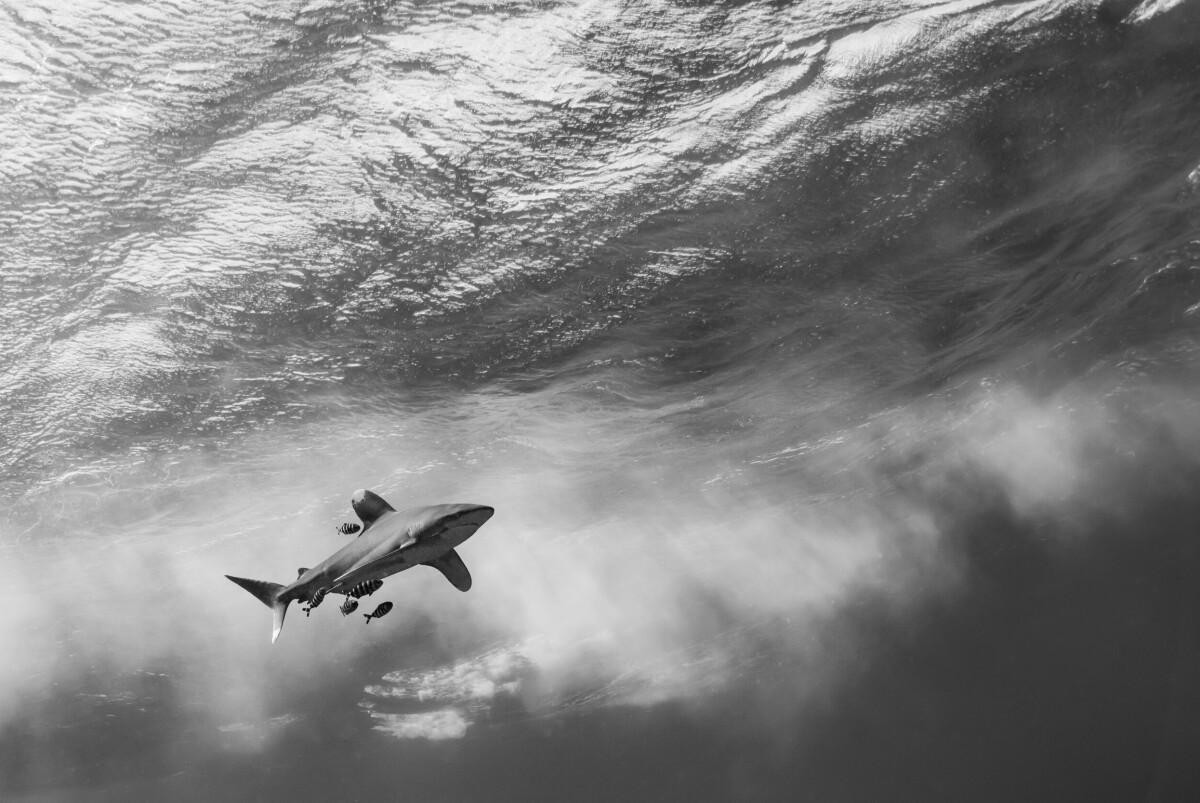 »Årfenshaj utanför Elphinstone reef i Röda havet. En pelagisk haj som till skillnad från många andra hajar faktiskt är nyfiken och kommer fram till dig så att du kan fotografera.« 1/160 S
• F/10 • ISO 200
• NATURLIGT LJUS