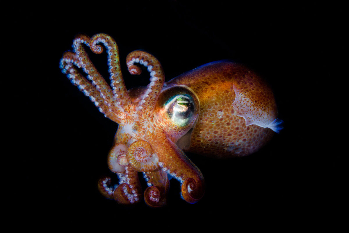 »Det kan komma som en överraskning att vi har bläckfisk i Sverige! På hösten och på nattdyk har du störst chans att se dem. Den här är fotograferad i Gullmarsfjorden, Lysekil.« 1/160 S • F/14 • ISO 160 • 60MM • BLIXTBELYST