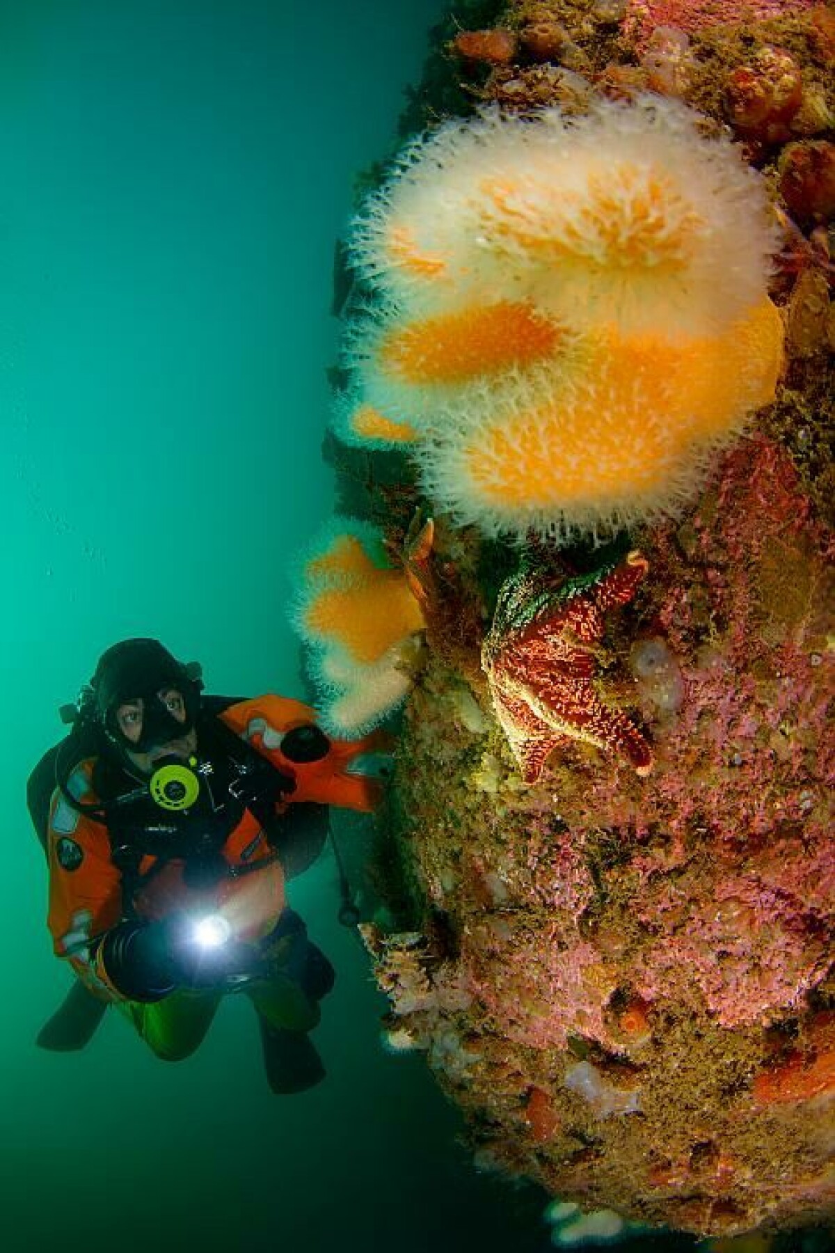 »Svenska västkusten är helt fantastisk att dyka på! Kanske inte lika omedelbart vackert som i tropikerna, men både färger och marinliv finns i riklig mängd. Fotograferad på Väderöarna«, säger Stefan om bilden. 1/80 S • F/10 • ISO 200 • 10–17MM FISHEYE • BLIXTBELYST