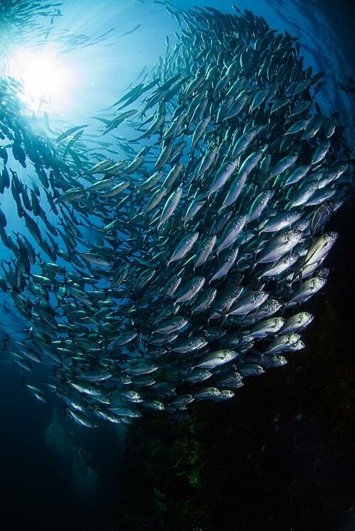 »Stim med taggmakrill fotograferat på Bali.« 1/200 S • F/13 • ISO 160 • 10–17MM FISHEYE • BLIXTBELYST