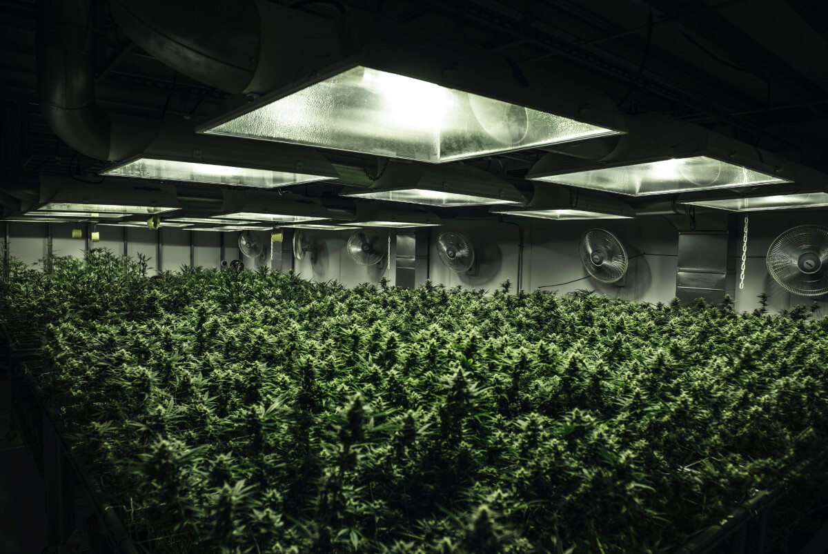 Cannabisodling i Denver, Colorado.