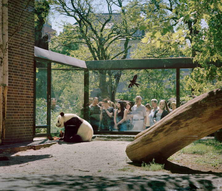 Julia Lindemalm har besökt djurparker i flera länder för fotoprojektet Zoo World. Med dessa bilder är hon den första att få ta emot det nyinstiftade Lars Tunbjörkpriset. Foto: Julia Lindemalm