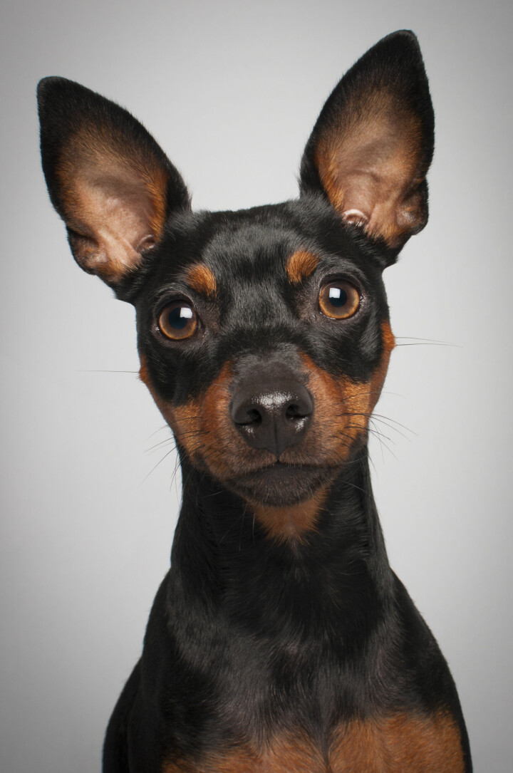 Hur hundens öron ser ut i bilden är viktigt. De signalerar vilket humör hunden är på, om den är glad eller ledsen. Foto: Josephine Norman