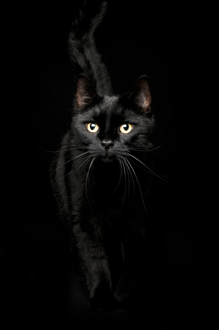 Det var när Josephine fotograferade sin katt Lucifer som hon förstod att det var husdjursfotograf hon skulle bli. Foto: Josephine Norman