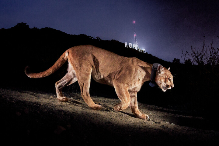 Bilden av puman framför Hollywood-skylten är fotograferad med en kamerafälla. Den var utplacerad i 15 månader, i Griffith Park i Los Angeles, innan Steve fick bilden.