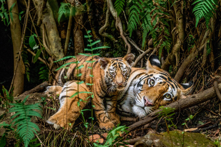 En bengalisk tiger tillsammans med sin unge.