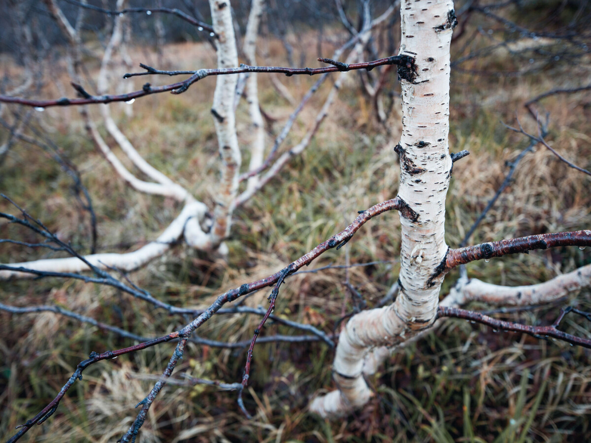 Fjällbjörk, Lofoten, Oktober 2012
