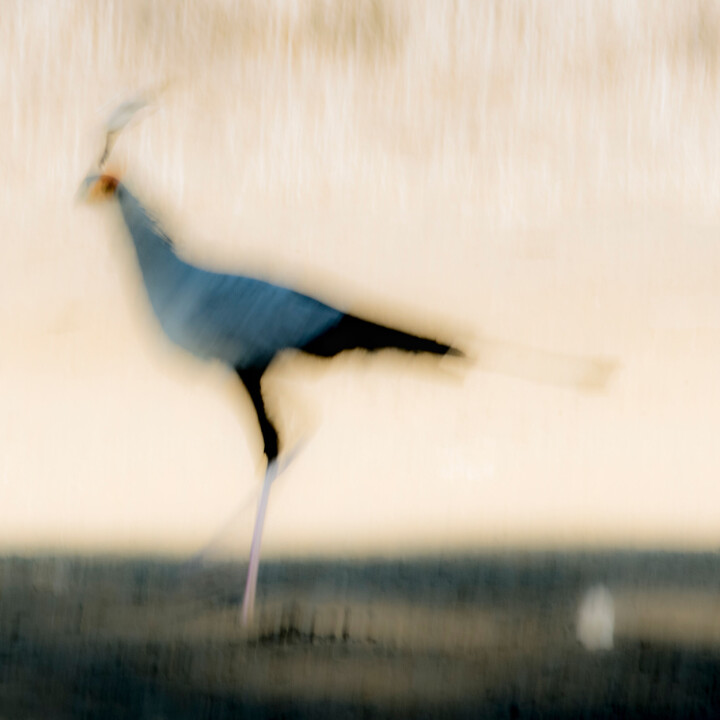 Med sin något okonventionella bild av en sekreterarfågel vann Johan Siggesson 2018 en av kategorierna i tävlingen European Wildlife Photographer of the Year. Foto: Johan Siggesson