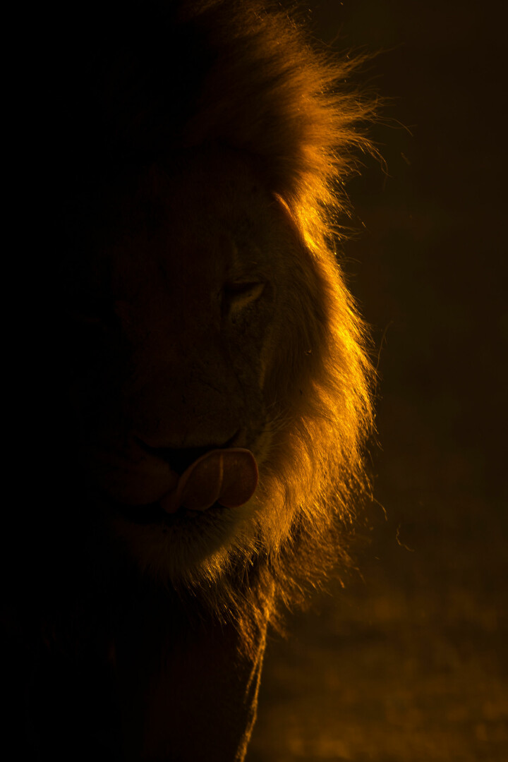 Ett lejon i Kalahariöknen. Foto: Johan Siggesson