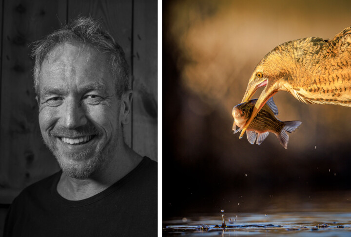 Arne Bivrin vann SM i naturfotografi 2022 med en bild av en rördrom med en fisk i näbben.