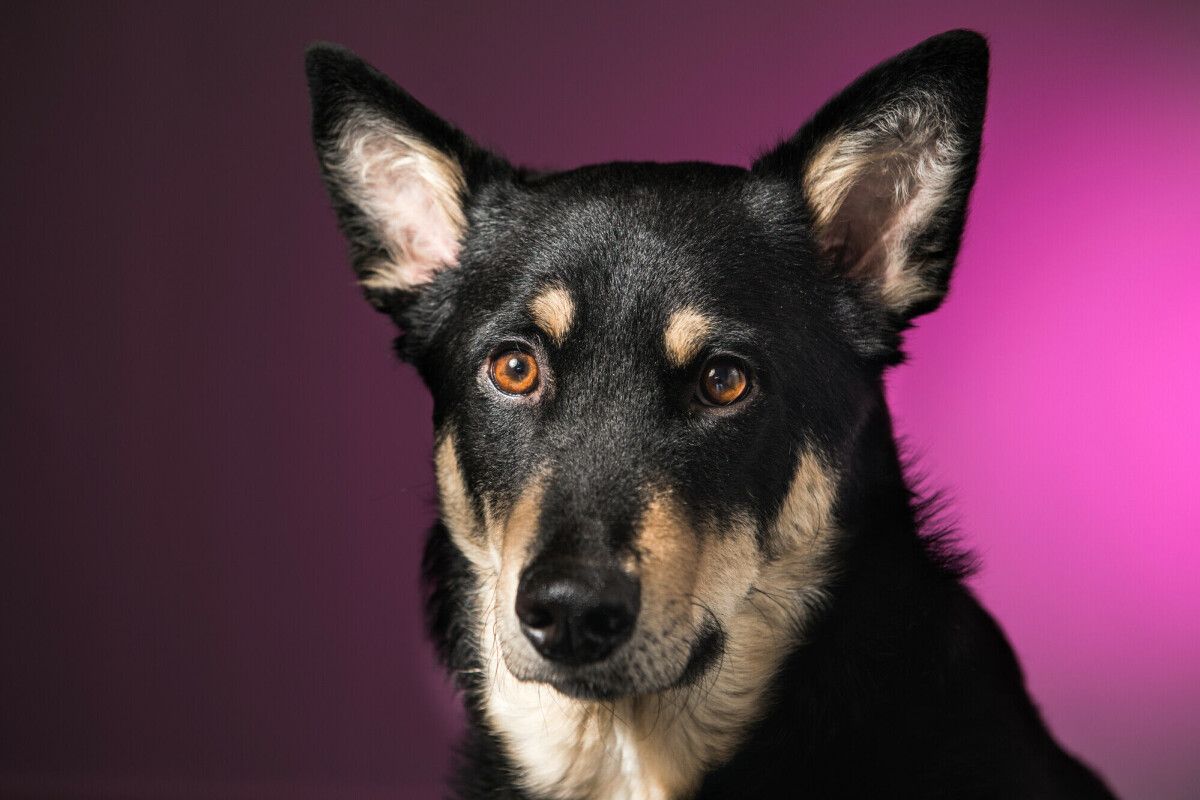 Färgfiltren kan användas både för att justera blixtljuset till att passa befintligt ljus eller, som här, ge en färgeffekt. Bild på hund mot rosa bakgrund