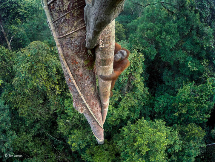 ● BILDSPEL Vinnaren av priset Wildlife photographer of the year. Tim Laman.