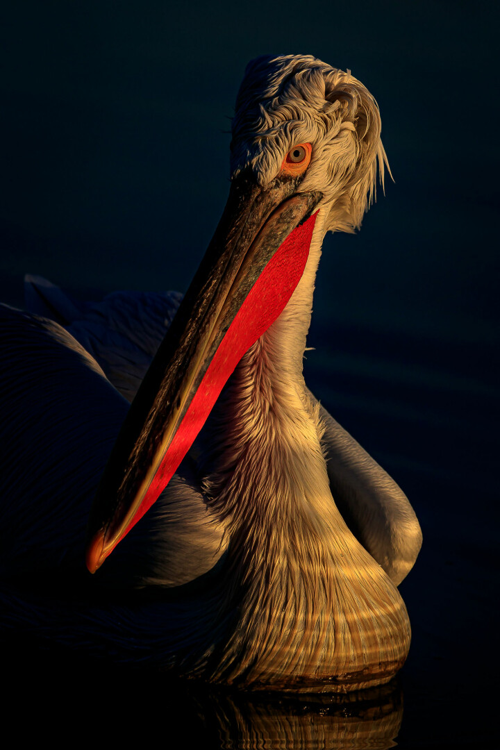 Krushuvad pelikan fotograferad i soluppgången i Grekland. Foto: Arne Bivrin