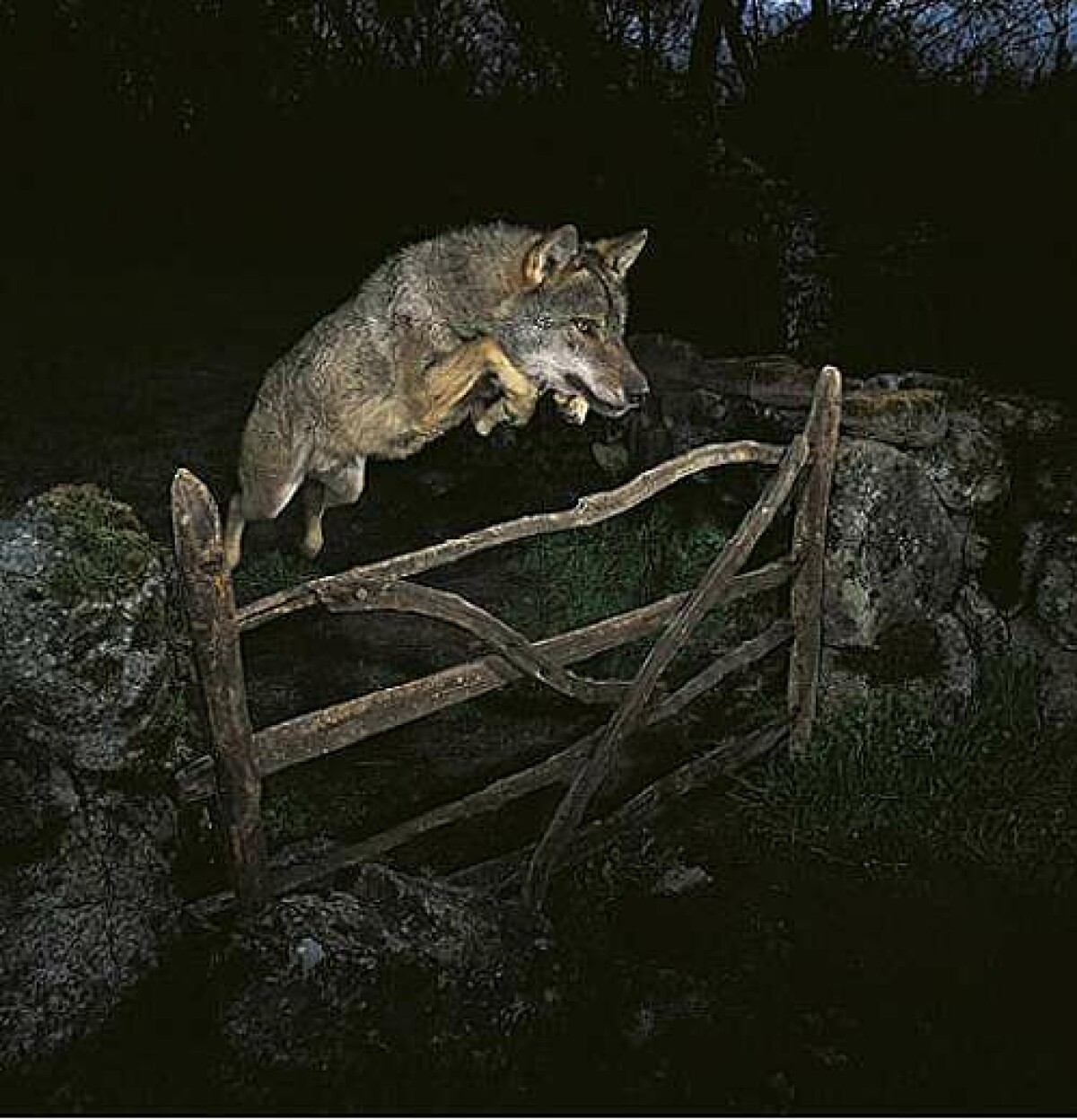 Är vargen tam eller vild? Potentiellt fusk uppdagas i världens största naturfototävling. Foto: José Luis Rodríguez