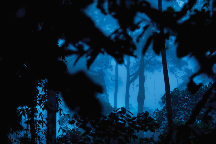Tidig morgon i regnskogen. Danum Valley, Sabah, Malaysia. Foto: Mattias Klum