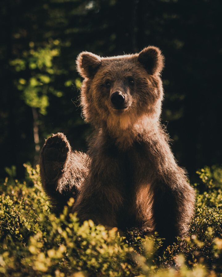 »Om björnar går förbi använder jag ofta slutarljudet för att få deras uppmärksamhet«, säger Konsta. Foto: Konsta Punkka