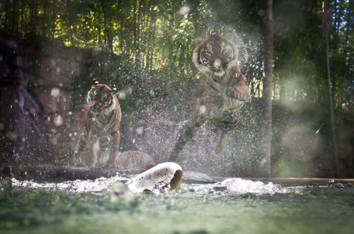 Även om du fotograferar på en djurpark går det att ta spännande bilder. Det gäller bara att fånga ögonblicket och placera kameran i en annorlunda vinkel, som precis ovanför vattenytan.