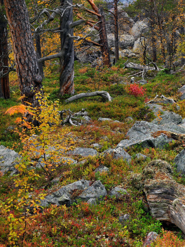 Stora Sjöfallets nationalpark i Lappland. Foto: Serkan Günes