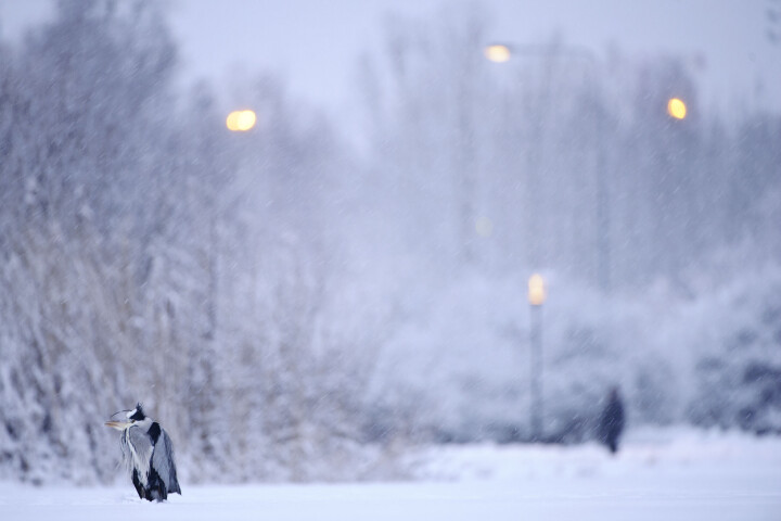 En gråhäger vid Råstasjön fotograferad under en snöig vinterdag.