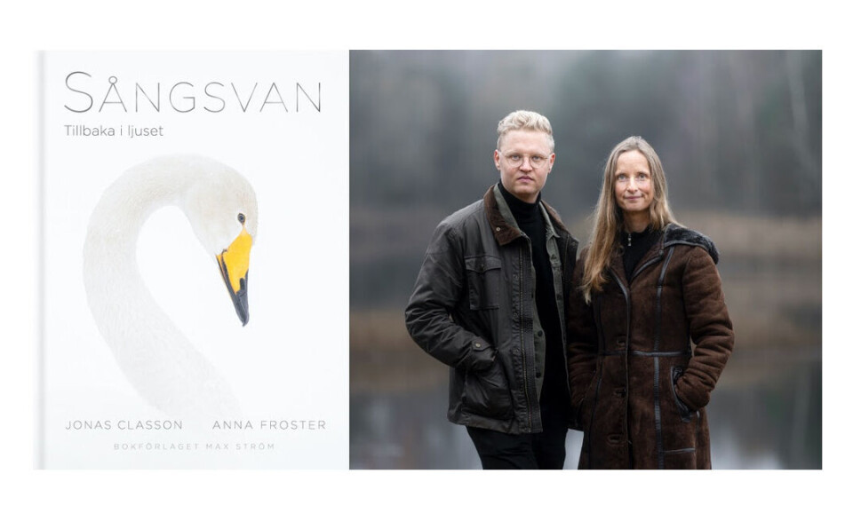 Classons 'Sångsvan – Tillbaka i ljuset' samlar tio års fotografering