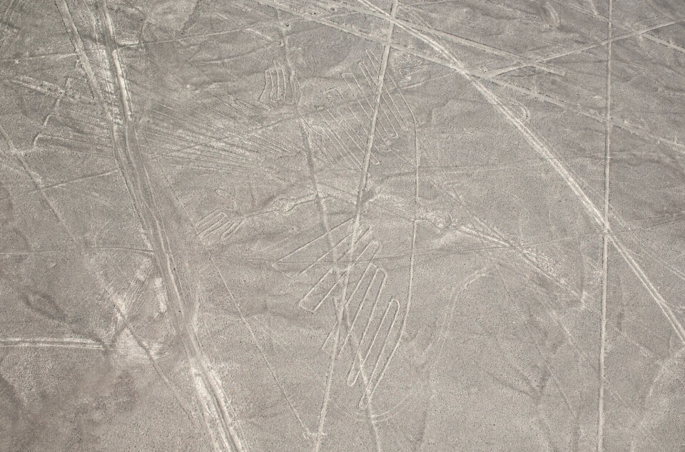 Kondor, en av de större och första upptäckta Nasca-figurerna, med flera olika Nasca-linjer runt omkring.
