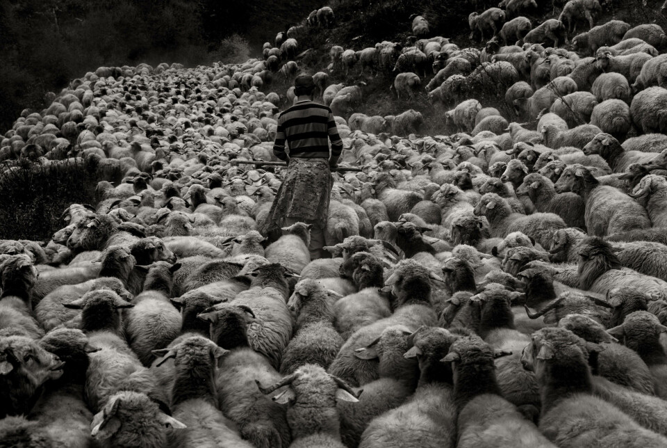 'Sheep drive in Tusheti'.