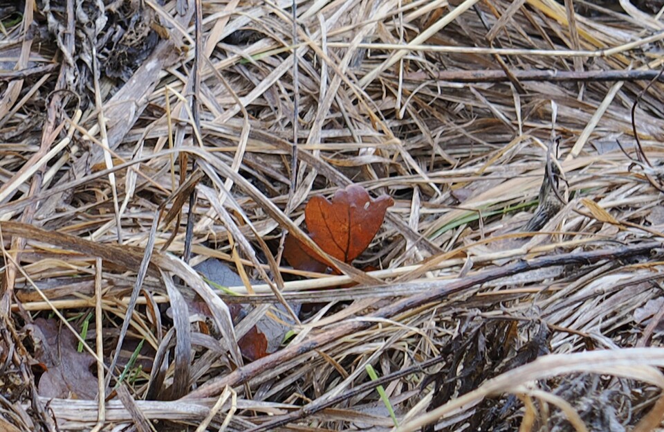Inzoomning av föregående bild.
