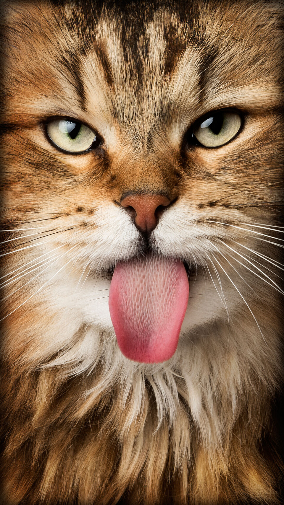 I printtävlingen vann Laila Villebeck även kategorin 'Pet Portrait' med bilden 'Cattitude'.
